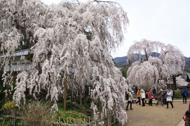 大野寺の二本のしだれ桜です。<br />青空だったら桜の花も映えて、もっときれいだと思います。