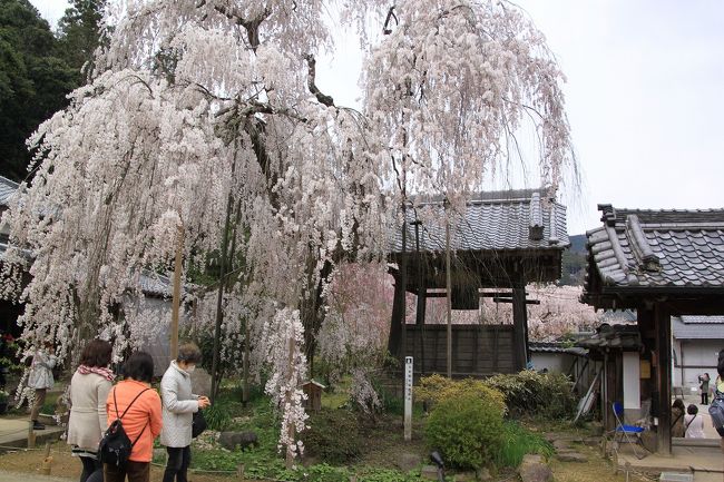 おまけにしだれ桜の写真をもう一枚。<br />大野寺は小さなお寺でしたが、見ごたえのある桜の花でした。