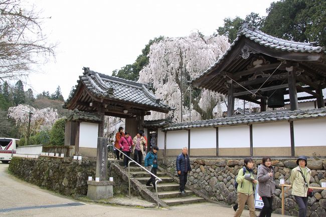 大野寺の外側から見た写真です。<br />鐘楼のそばに樹齢３００年の小糸枝垂桜が咲いています。