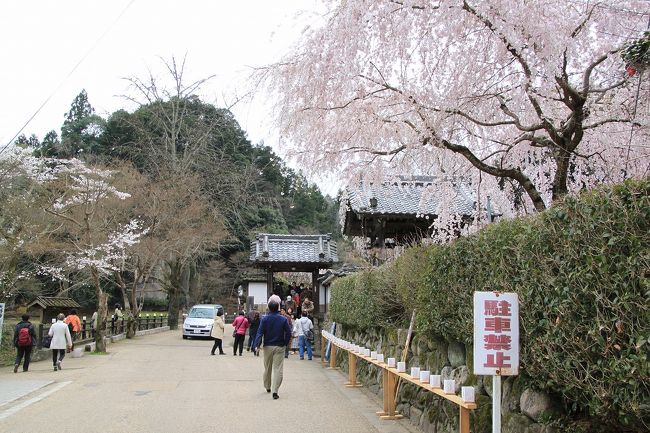 又兵衛桜からバスで約２０分程度移動して、大野寺に向かいました。<br />ここは小さなお寺ですが境内には、樹齢３００年の小糸しだれ桜の古木２本と紅しだれ桜１０本が咲く、枝垂桜で有名なお寺です。