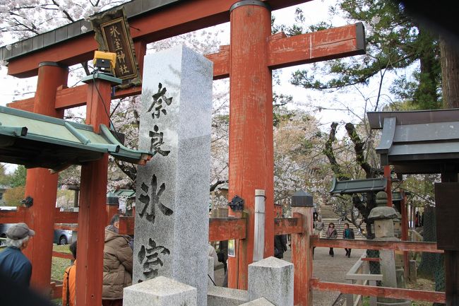 バスを東大寺そばの駐車場に停め、徒歩１０分弱で氷室神社に到着。<br />ここもしだれ桜で有名なのですが、残念ながら早咲きのためもうほとんど散っていました。ここのしだれ桜は奈良県で一番初めに咲き、ちょうどお水取りの後頃から咲き始めるそうで、奈良県ではこの花が春を告げてくれるそうです。