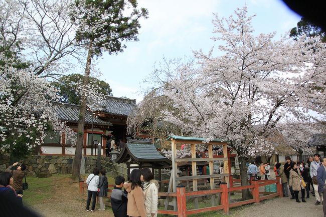 しだれ桜は散り初めでしたが周辺の桜はとてもきれいです。