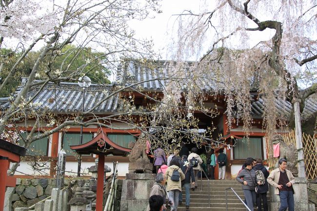 しだれ桜の花もかなり散っています。<br />ここでは、ウエディングドレスを着て写真を撮るカップルがいました。<br />ベトナムやカンボジアでは多く見かけましたが、日本でも結婚前にカップルが観光地で写真を撮るのがブームになっているのかも。