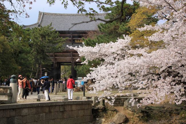 ここでは１時間の自由行動があったため、東大寺周辺を散策。<br />これは東大寺の南大門です。<br />桜の花に囲まれとても絵になります。<br />京都もそうですが、奈良などの古都には桜の花がよく似合います。
