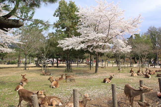 奈良公園にはたくさんの鹿がいて、観光客に鹿せんべいをねだっています。