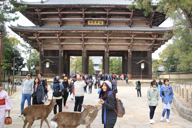 これだけの鹿がおとなしく餌をねだるのは、奈良と宮島くらいだけかもしれません。<br />ただ前方や周辺に気を取られていると、鹿の糞を踏んでしまいます(下手な洒落です）ので、足元も気を付けなければなりません。