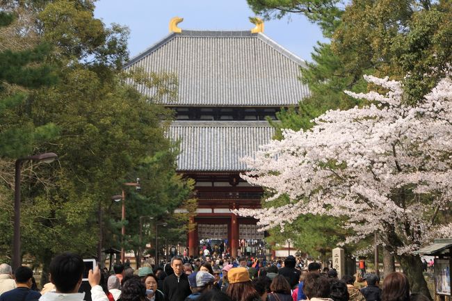 南大門を入ると、東大寺の中門が見えてきます。<br />ここでも桜の花が咲き、とてもきれいです。