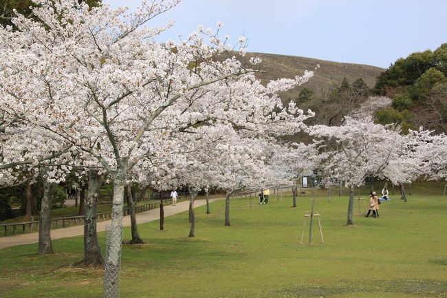 さらに進むと芝生の広場に出ました。<br />後ろに見える山は、若草山です。<br />ここでも桜が満開です。
