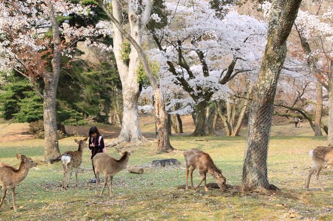 子供が鹿に餌をあげています。<br />ほほえましい絵です。