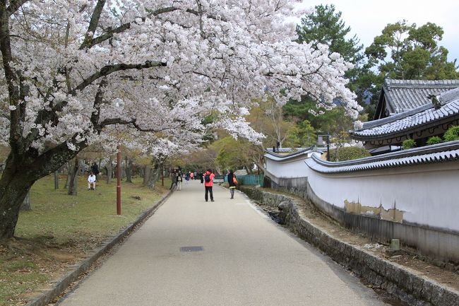 白い土塀と桜並木。<br />本当に絵になる風景です。<br />京都もそうですが、奈良でもこのような景色が眺められます。