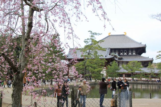 これもそうです。<br />ピンクの桜の花がとてもきれいです。