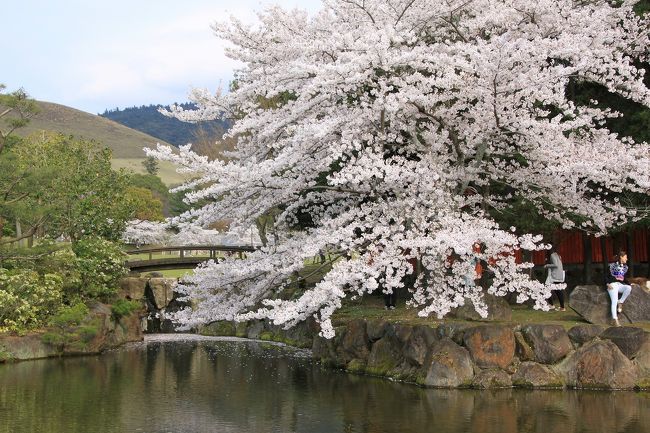 南大門に戻る途中に見つけた桜の樹です。<br />桜の大樹で、満開になっておりとてもきれいでした。