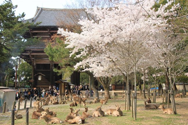 こうやって見ると本当にたくさんの鹿がいます。<br />道端には餌の鹿せんべいを売っているお店がたくさんありますが、鹿達も利口でお店のものは食べずに、観光客が持っているものしか食べません。