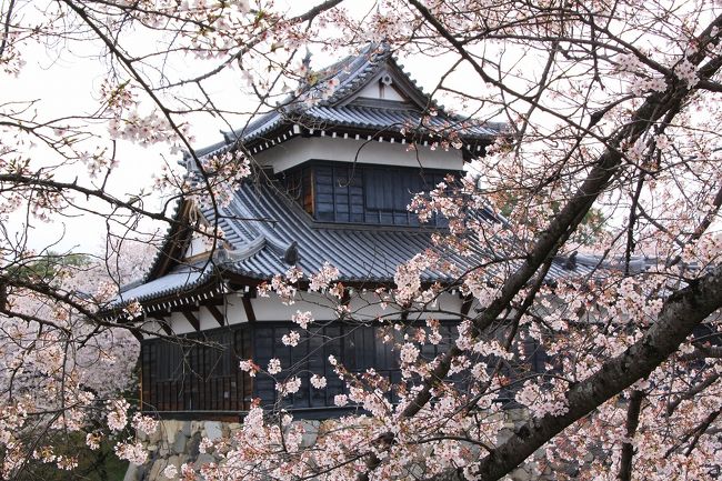 桜の樹の隙間から眺めた追手向櫓です。<br />お気に入りの写真です。