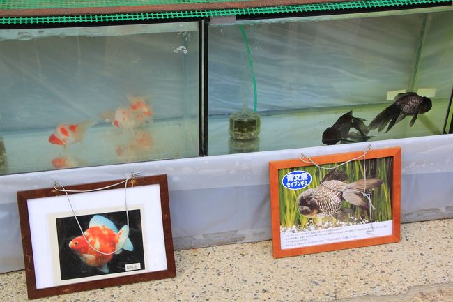 また城址内では、このようないろいろな種類の金魚の展示と販売がされていました。<br />見たことのないような金魚がたくさんいました。