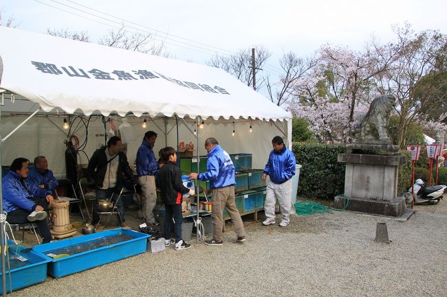 そしてこちらが本家の金魚すくいです。<br />ただ面白かったのは、この店では、ポイで金魚をすくうのではなく、子供が網ですくっていました。そのため、金魚はすくい放題。でもすくった金魚は一匹１００円で買い取りのようです。