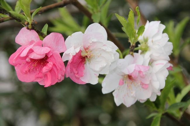 お堀端に咲いていた桜の花です。<br />一つの樹でピンクと白色の花が咲いていました。