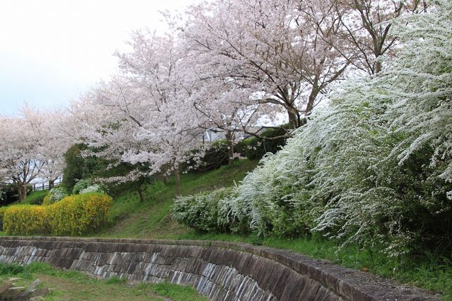 その土手にもたくさんの桜が植えられ、雪柳もきれいに咲いています。