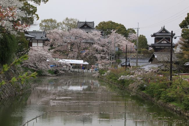 城内をほぼ一周して鉄（くろがね）御門跡に向かう途中に撮影した写真です。<br />右側のお城のような建物は、東隅櫓です。