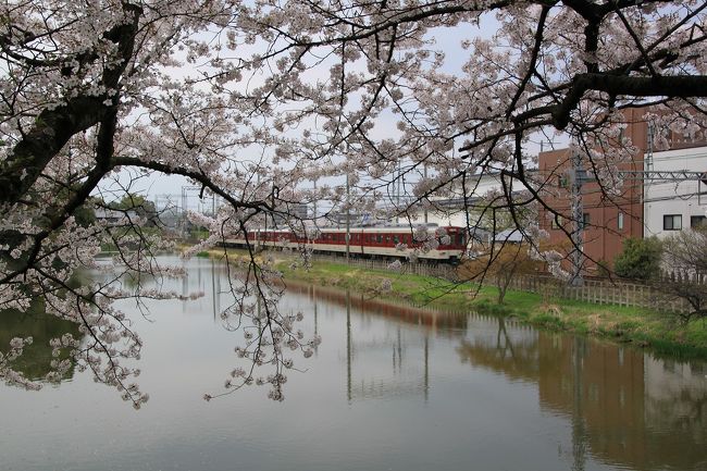 鉄御門跡を出て踏切に差し掛かるとちょうど電車が来ていたので撮影。<br />私は鉄ちゃんではありませんが、電車と桜の樹も絵になります。<br />ちなみのこの車両は、近鉄電車の普通車のようです。