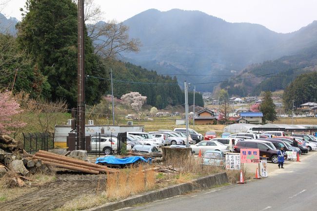 途中、一般車の駐車場もあります。<br />乗用車の駐車代は500円と高めです。<br />でもここからだと又兵衛桜まで徒歩5分で行けます。<br />