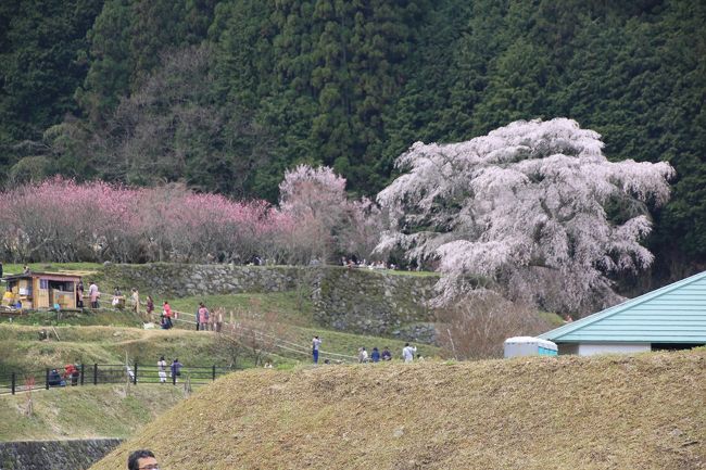 だんだんと又兵衛桜が見えてきます。<br />ピンクの花は、桃の花です。