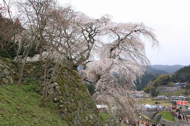 又兵衛桜は、石垣の上に植えられており、こちら側から見るとそれほど大きく見えません。<br />ただほぼ満開でとてもきれいです。<br />桜の開花情報では、７分咲きだったのに、ちょうど見頃です。<br />この又兵衛桜の樹齢はなんと300年以上とのことです。