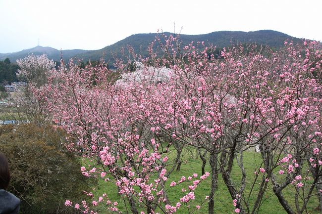 又兵衛桜の後ろ側にはこのようにピンクの桃の花が咲いています。<br />残念なことに見ごろはもうちょっと先のようです。