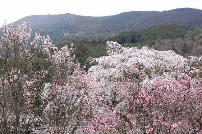 桃の花のピンクと又兵衛桜の白色の花のコントラストがとてもきれいです。