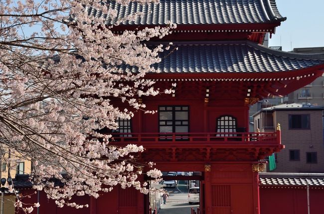赤門の江戸彼岸桜 昼桜 夕桜 夜桜 宇都宮 栃木県 の旅行記 ブログ By 玄白さん フォートラベル 赤門の江戸彼岸桜 昼桜 夕桜 夜桜 宇都宮 栃木県 の旅行記 ブログ By 玄白さん フォートラベル
