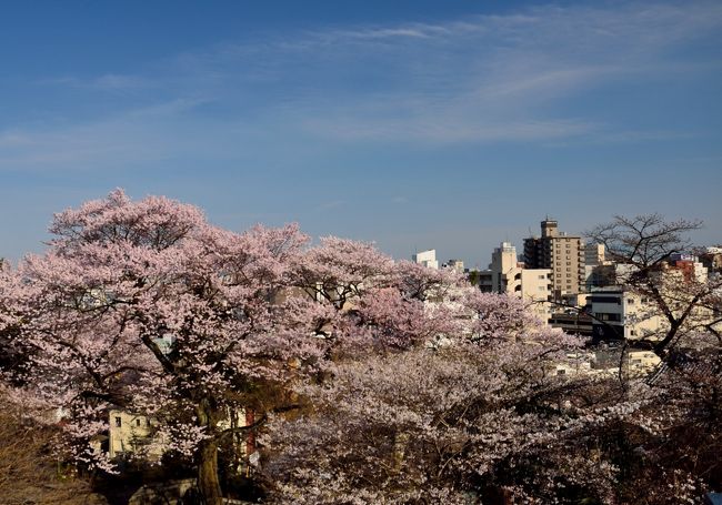 赤門の江戸彼岸桜 昼桜 夕桜 夜桜 宇都宮 栃木県 の旅行記 ブログ By 玄白さん フォートラベル