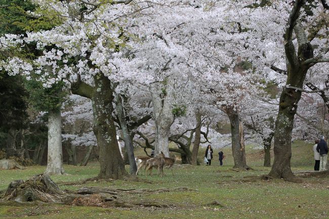 東大寺を出て奈良公園に向かいます。<br />公園内の桜の木の下では鹿が遊んでいます。