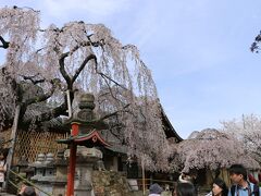 奈良で一番早く咲く「氷室神社」のしだれ桜を見にてくてく。。

この日（4月3日）は、散り始め。。
