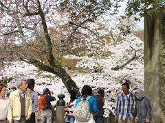 　　　てくてく。。。

　　　　　　　「奈良公園」へ。。。

　　　　　　　　　　　　桜の花も見頃。。。