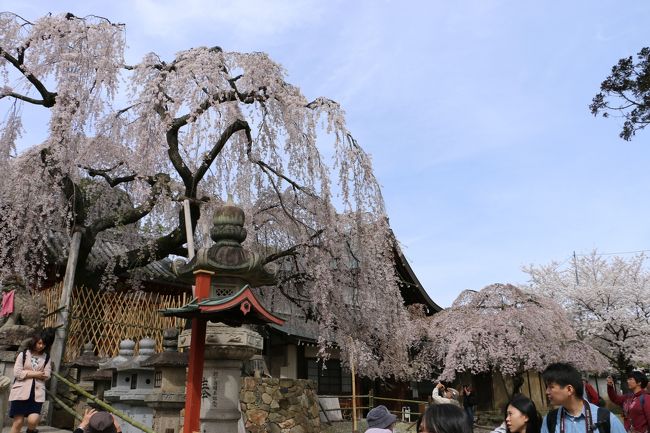 奈良で一番早く咲く「氷室神社」のしだれ桜を見にてくてく。。<br /><br />この日（4月3日）は、散り始め。。<br />