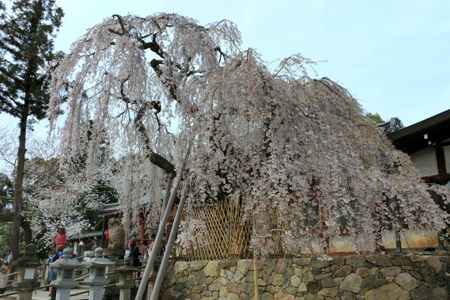 「氷室神社」　しだれ桜<br /><br />　　　≪　残念　。。。　≫