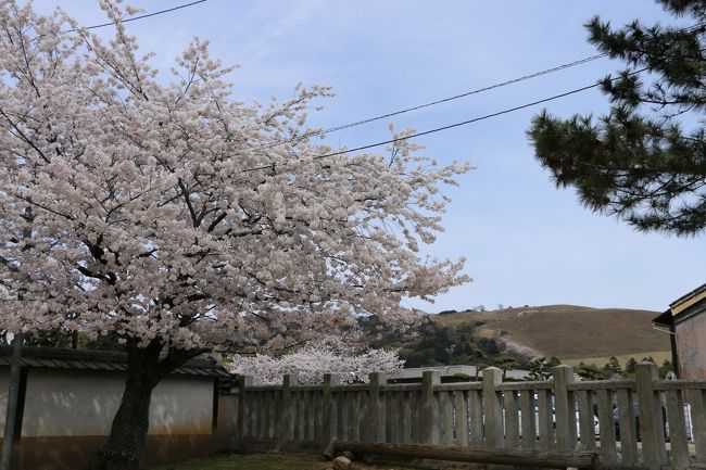 「氷室神社」<br /><br />一方、同じ境内に咲いているソメイヨシノは見頃。。<br /><br />その向こうに見えるのは「若草山」