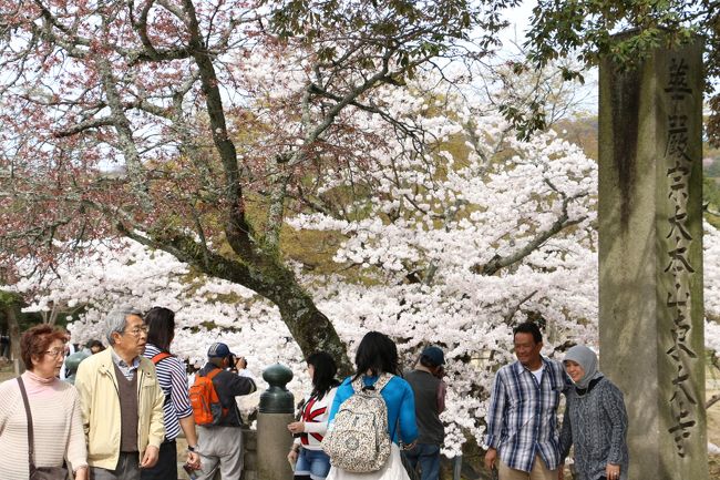 　　　てくてく。。。<br /><br />　　　　　　　「奈良公園」へ。。。<br /><br />　　　　　　　　　　　　桜の花も見頃。。。