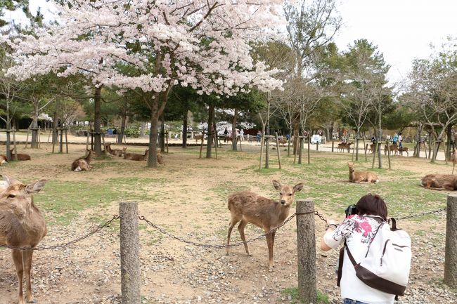 「奈良公園」<br /><br />ElliEさんは、鹿さんにも興味シンシン。。（＾＾<br />鹿さんとの語らいの時間。。。<br /><br />この時撮られていたElliEさんのお写真<br />http://4travel.jp/photo?trvlgphoto=33355994