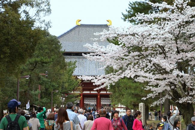 <br />桜の花も無頃。。。<br /><br />（「東大寺」は、1998年ユネスコの世界遺産に登録）