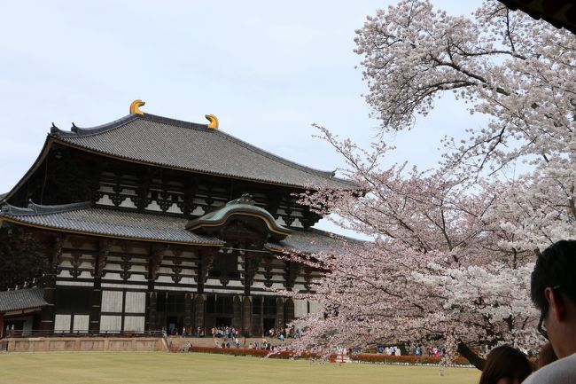 「大仏殿」（国宝）<br /><br />西側にある門（「西楽門」重文）から入り<br />こちらも桜もちょうど見頃。。。