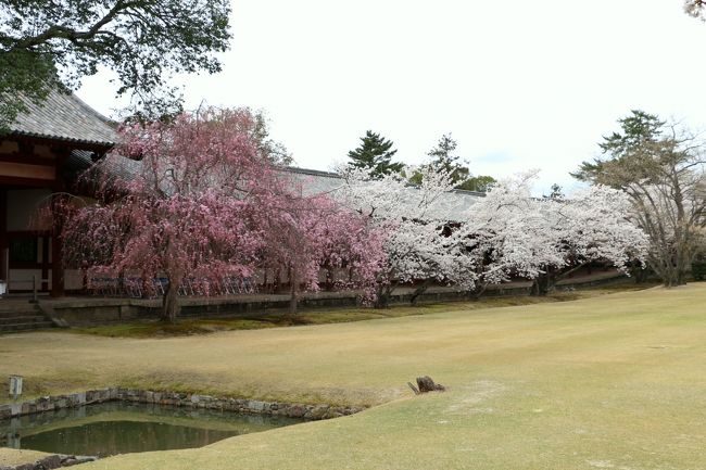 「大仏殿」<br /><br />『西廻廊』の桜の花も満開〜♪