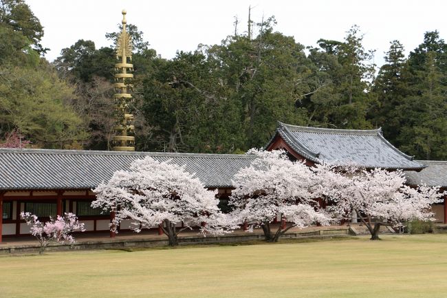 「大仏殿」から出ると、満開の桜の花と『相輪』<br /><br />東大寺にはかつて高さ約９６ｍの七重塔が東西にあったそうです。<br />（西塔は934年に落雷で焼失し、東塔は平重衡の焼き打ちで焼失した後、一度再建されましたが、落雷で再度焼失したとされています）<br />現在ある『相輪』は万国博覧会（1970年）古河館で七重塔を復元し、公開された時のもので、万博後に東大寺に寄進、境内に移設されました。<br />この復元された『相輪』は高さが23.3ｍもあります。<br /><br />