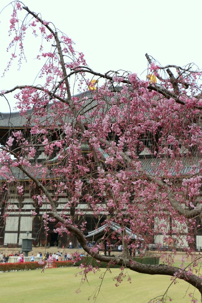 「東大寺　大仏殿」<br /><br /><br /><br />