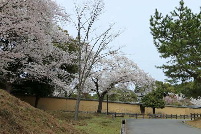 この日の奈良公園は、見頃の桜見物の人でいっぱい〜！<br /><br />でも、ちょっと外れるとこんな静かな道もあるんですよ♪<br /><br />「戒壇堂」の方向に向かって歩いて行きます。