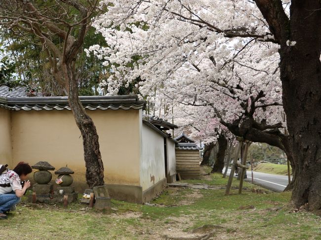 題して　ElliEさんと桜と石仏さまと塀。。（＾＾