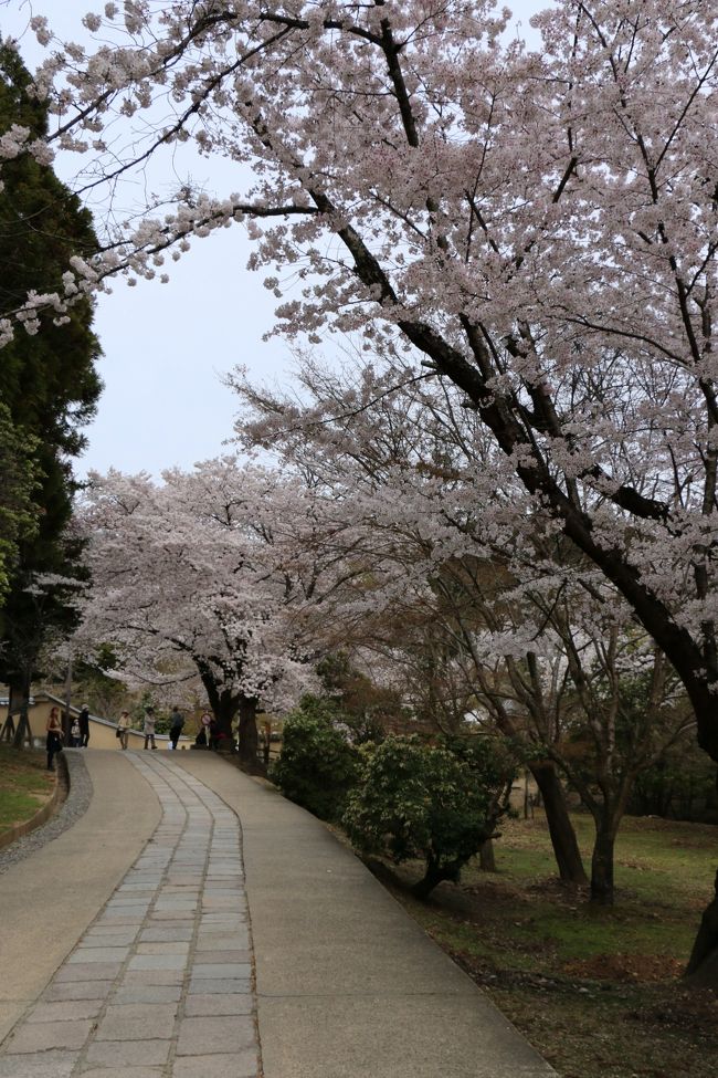 桜の花。。  満開〜♪