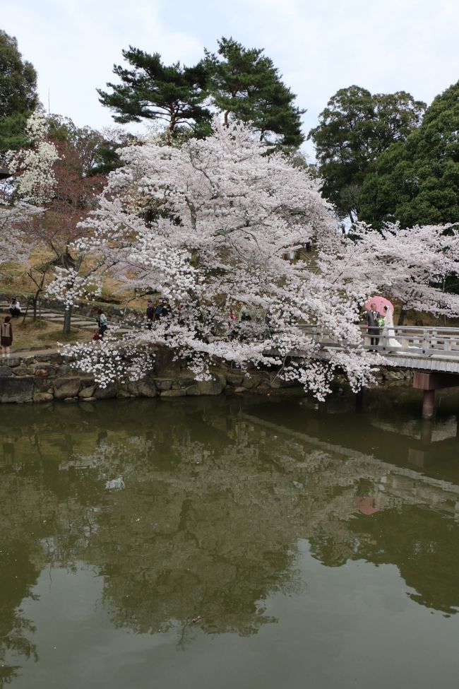 <br /><br />鷺池の水面に映る 満開の桜の花。。