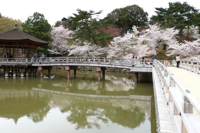 <br /><br />「浮見堂」と桜の花。。