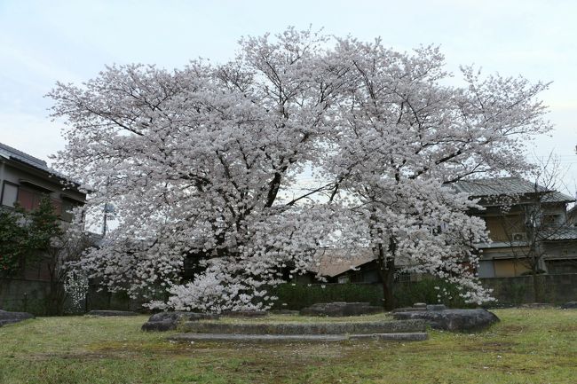 それでも　ならまちをてくてく。。（＾＾<br /><br />　「元興寺塔跡」へ。。。<br /><br />訪れた「元興寺塔跡」は、桜の花が満開。。。<br /><br />江戸時代の終わりの火災で塔は消失、基壇と礎石のみが残されていますが<br />「興福寺」の五重塔（高さ50ｍ）をしのぐ高さの塔だったと想像されています。